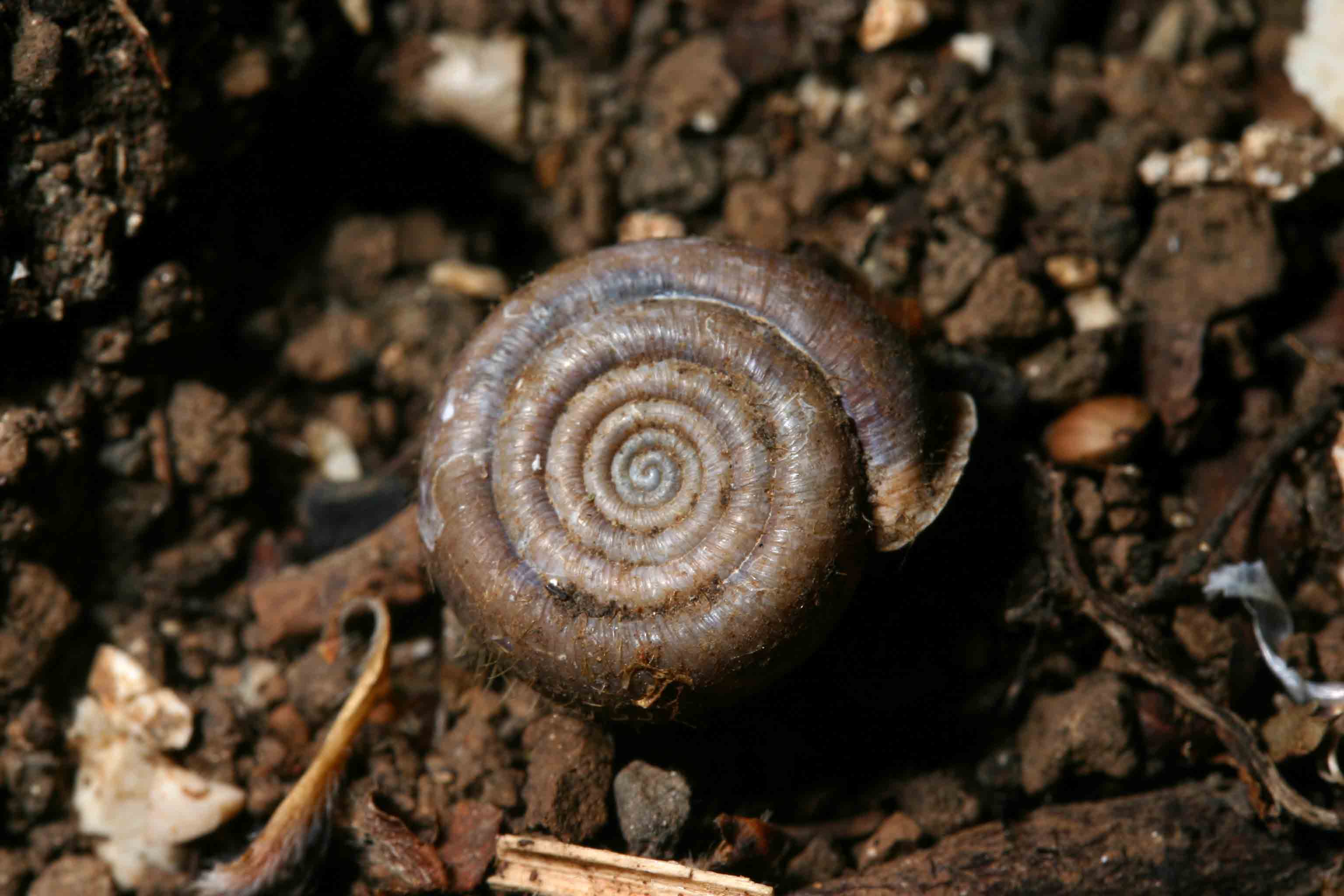 Helicodonta obvoluta (O.F. Mller, 1774) - Monte Subasio